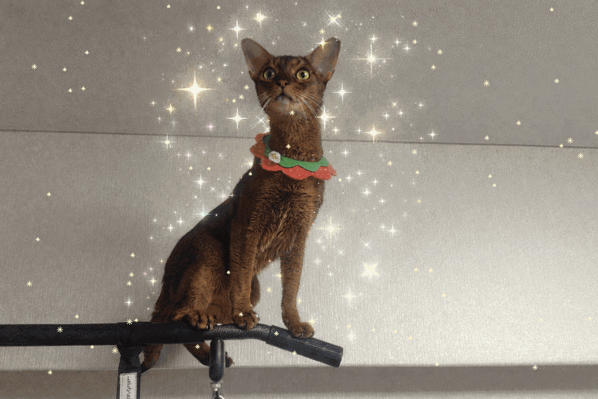 飼ってる猫 アビシニアン